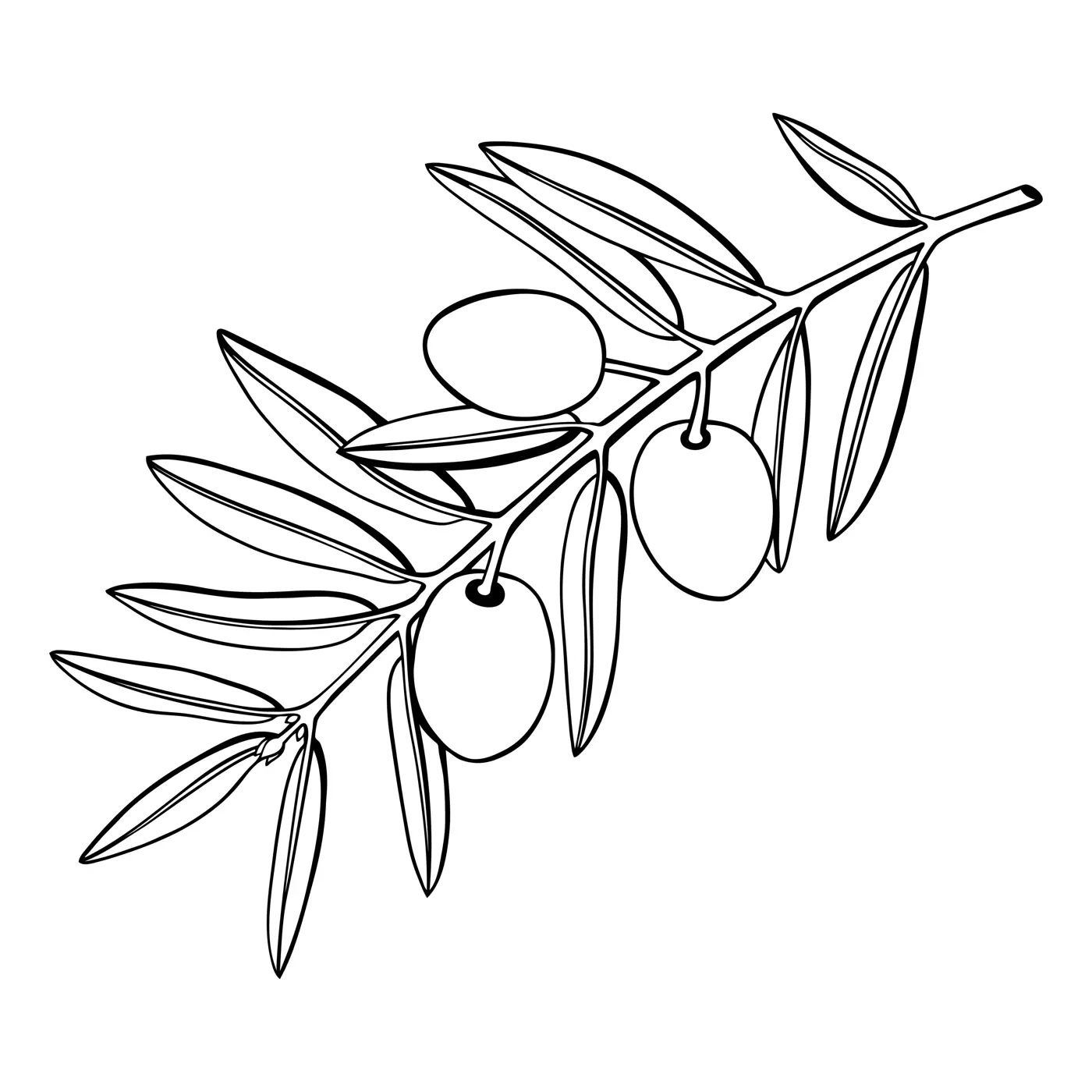Olive tree branch with fruits and leaves illustration. Mediterranean plant outline. Italian or Greek food ingredient line art. Countered vector illustration isolated on white background.  Illustration
